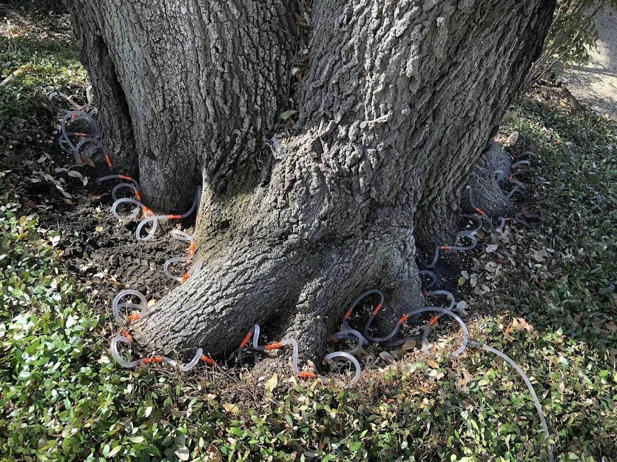 Detailed Tree Cabling and Bracing job site in Rockfield