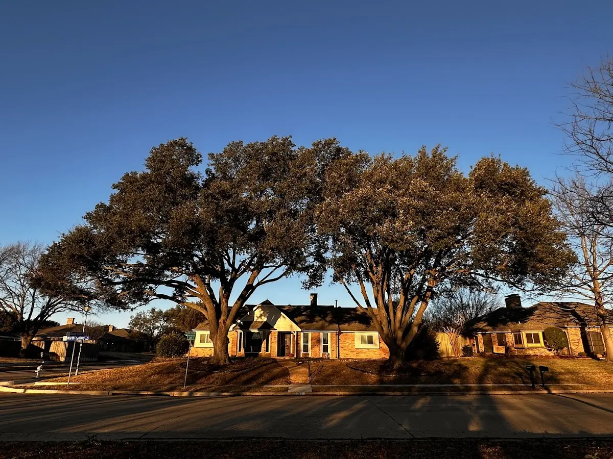Established residential canopy tree shading a home in Rockfield